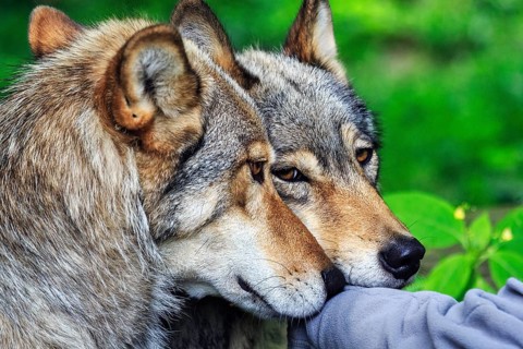 Two hand-reared gray wolves