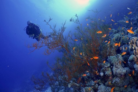 Black bushy black coral