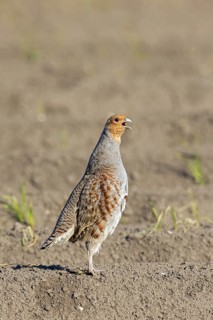 Grey partridge