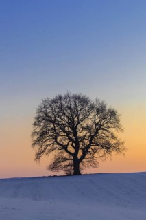 Common oak