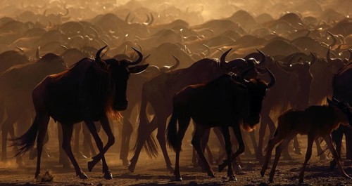 Blue Wildebeest
