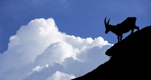 Silhouette of Alpine ibex