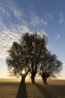 Sun shining through branches of pollard willows/ pollarded white willows