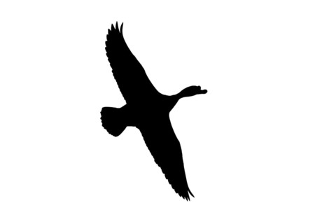 Silhouette of common shelduck