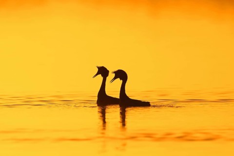 Great crested grebe