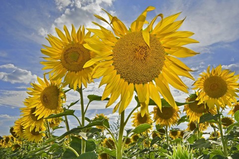 Field with flowering common sunflowers