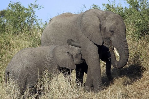 African elephant