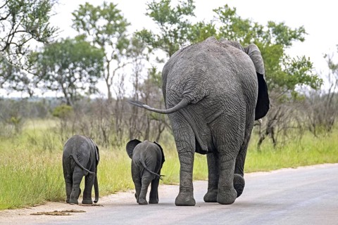 African bush elephant