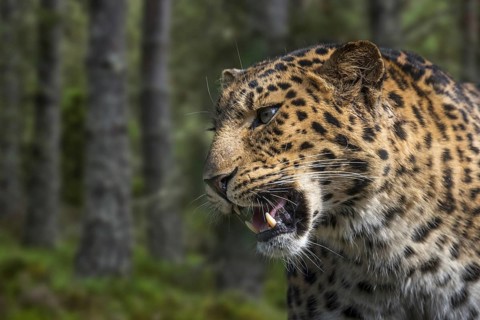 Amur leopard