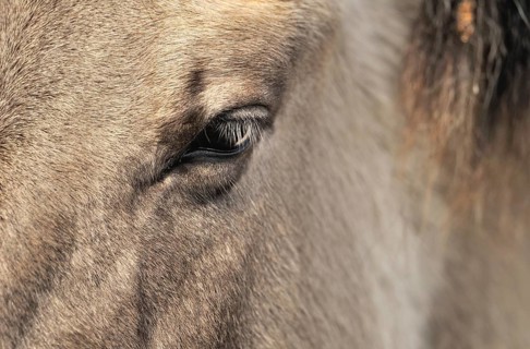 Konik