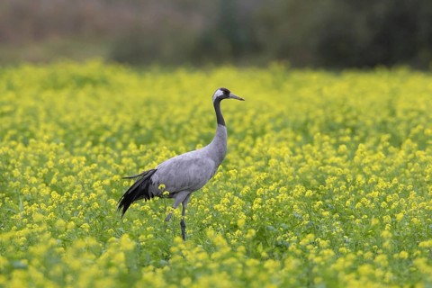 Common crane