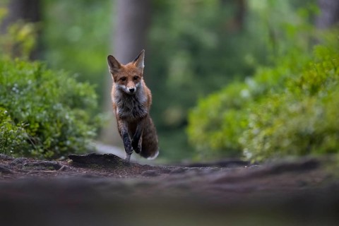 Red fox lured on a forest path with hare lament
