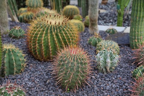 Cactus family