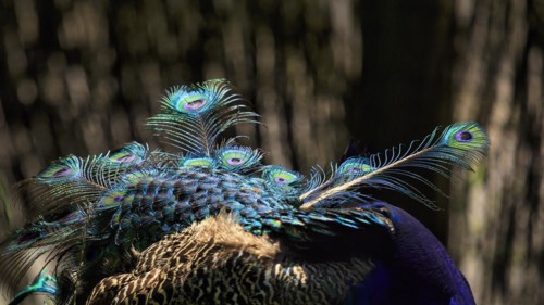 Indian peafowl