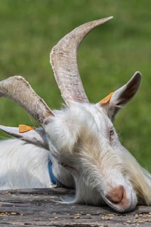 White goat eating fodder in grassland at petting zoo