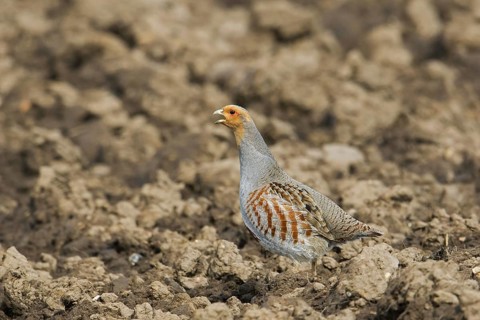 Grey partridge