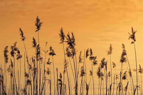 Panicles of common reed