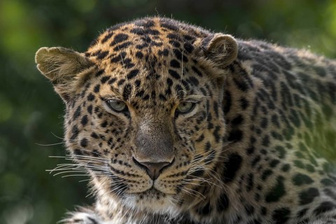 Amur leopard