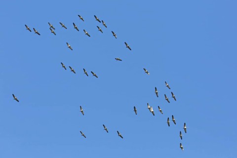 Large migrating flock of common cranes