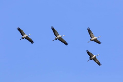 Four migrating common cranes