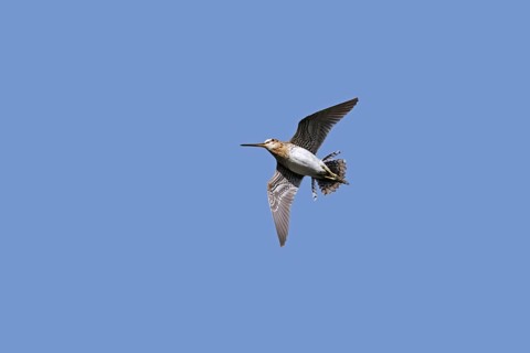Common snipe