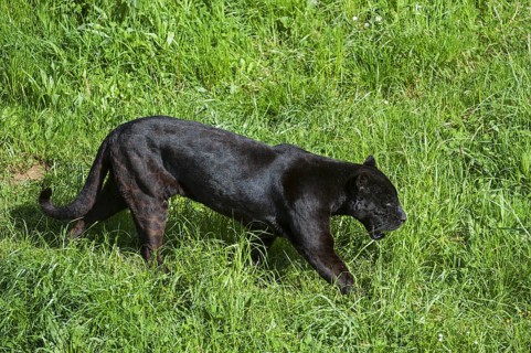 Black panther