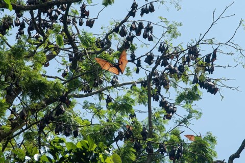 Colony of giant golden-crowned flying fox