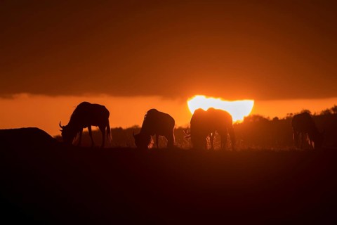 Grazing wildebeests at sunset in the plains of Masai Mara