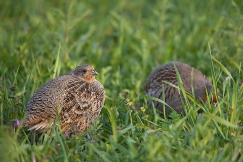 Grey Partridge