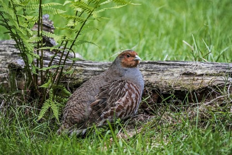 Grey Partridge