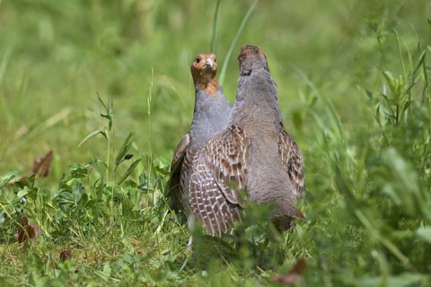 Two territorial male grey partridges