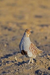 Grey partridge