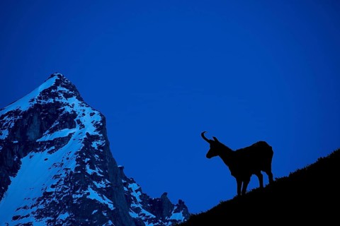 Chamois