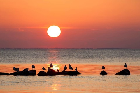 Flock of great black-backed gulls