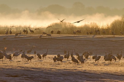 Common Crane