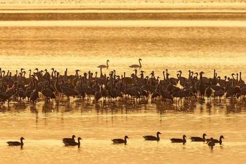 Flock of common cranes