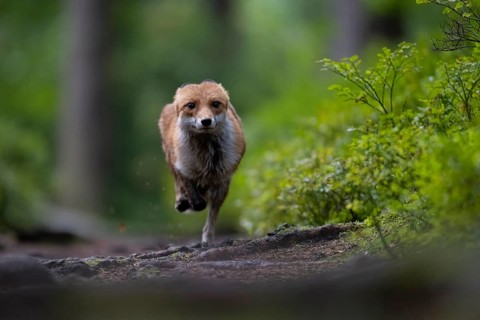 Red fox lured on a forest path with hare lament
