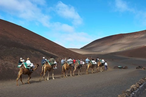 Camel safari from behind