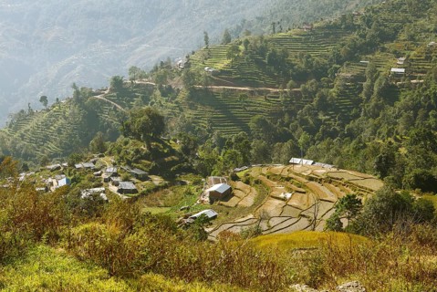 Terraced fields fields in Nagarkot