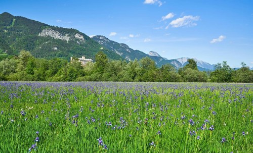 Meadow with poet's daffodil