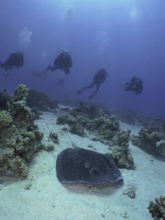 Blackspotted stingray
