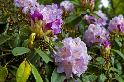 Rhododendron blossom