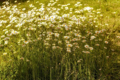 Marguerites