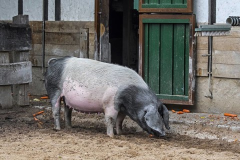 Swabian-Hall swine