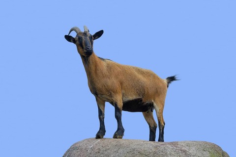 Domestic pygmy goat