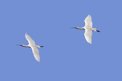 Two Eurasian spoonbills