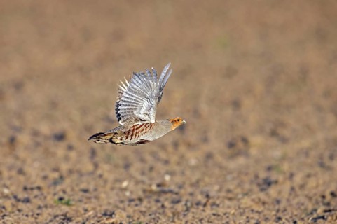 Grey partridge