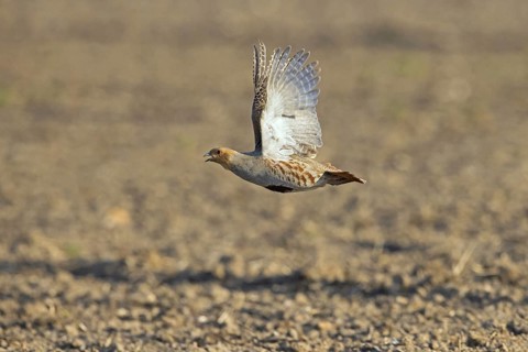 Grey partridge
