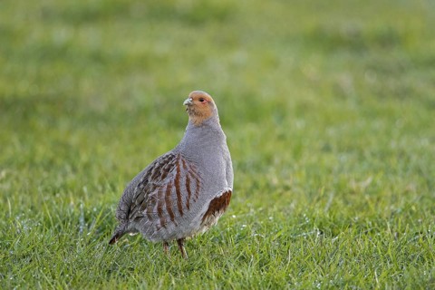 Grey partridge