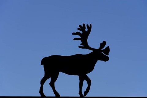 Silhouette of reindeer